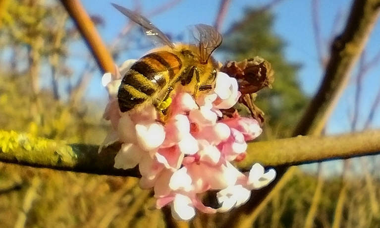 Beekeepers turn to real time AI monitoring in varroa mite prevention