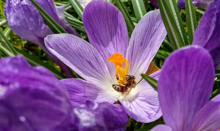 New bee parasite spreading around the world could impact billions (Tropilaelaps)