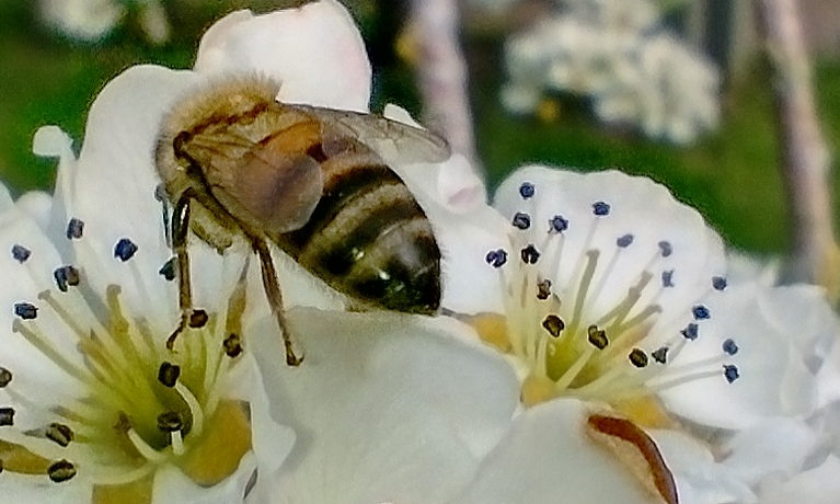 How bees have become a part of prison life in Shropshire