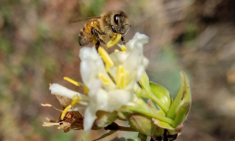 Autumn's got a sting in the tail as warmer temperatures have seen a boom in the wasp population