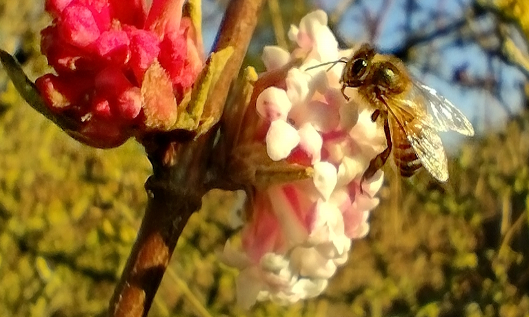 Derbyshire entrepreneur launches first bee therapy pod
