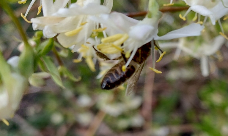 Builth Wells’ bee garden rejuvenated with new plants and flowers